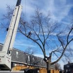 Lambertree Crane Job